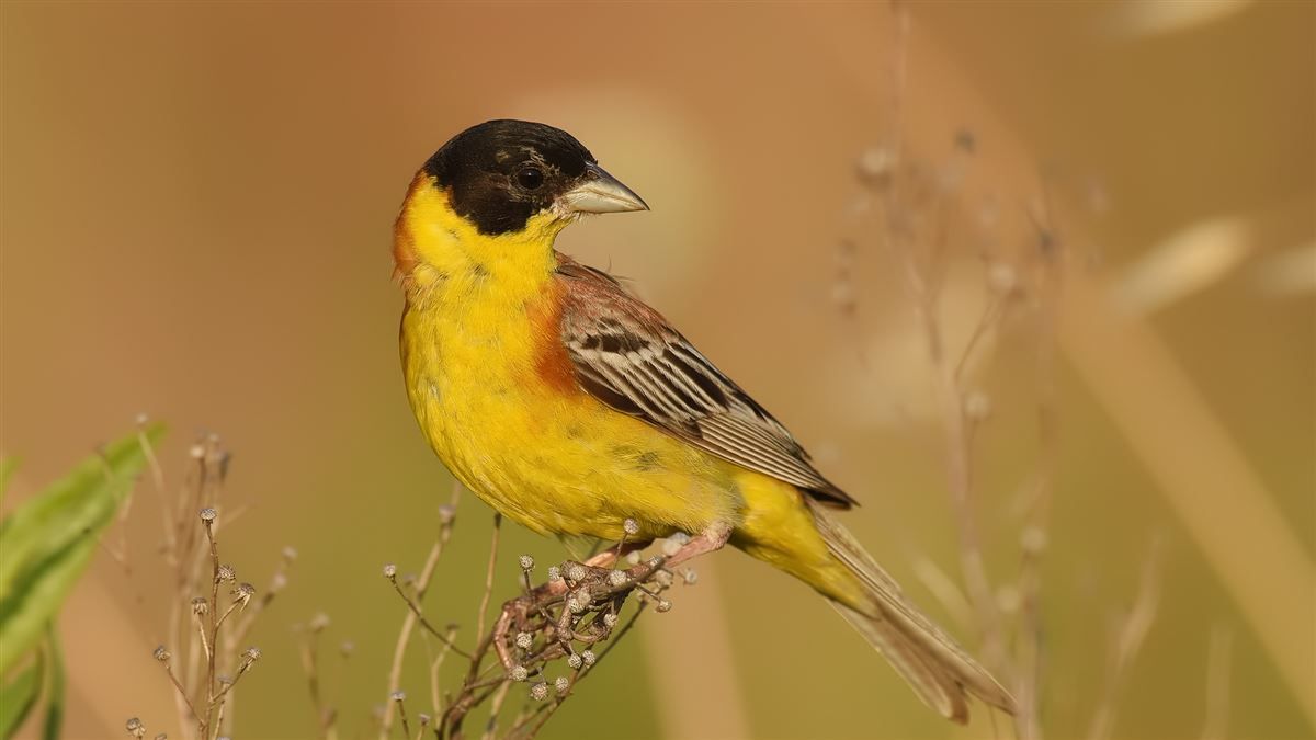 Black-headed Bunting