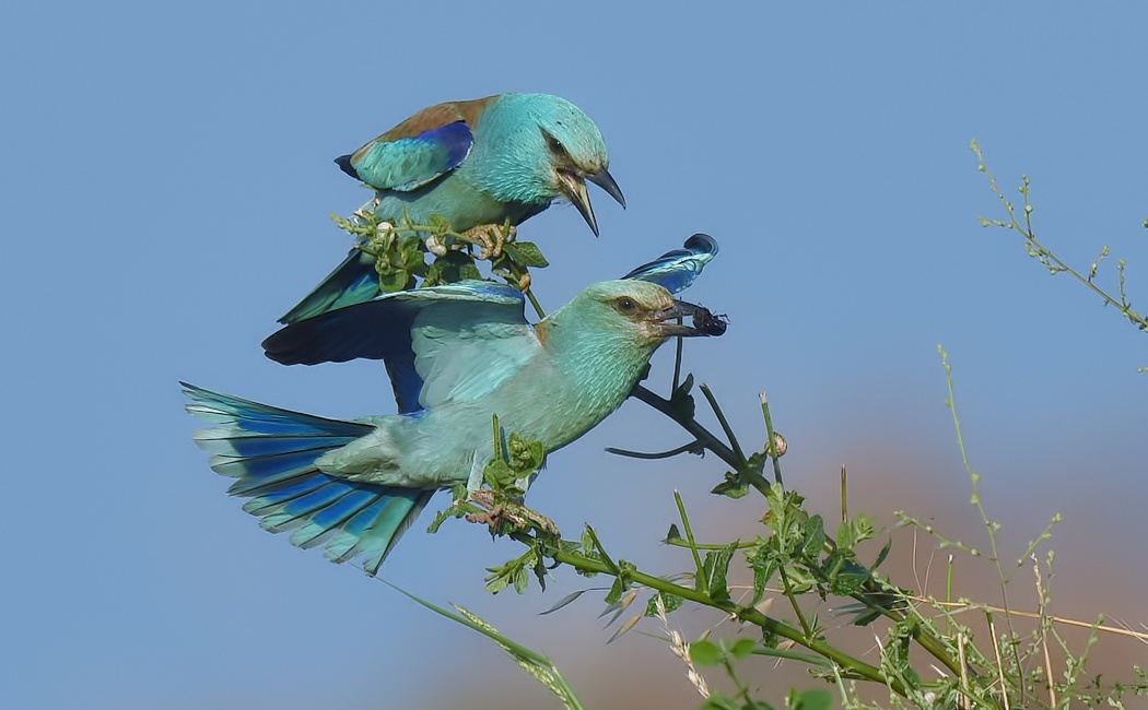 European Roller