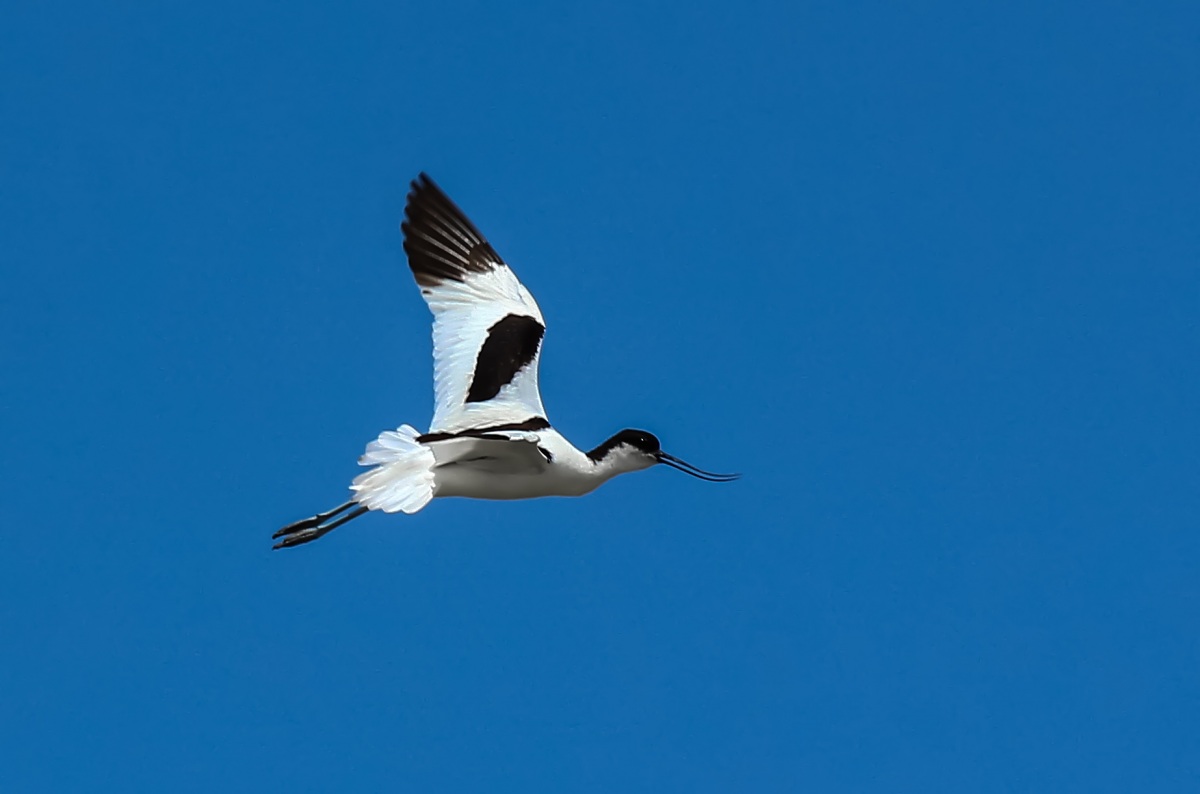 Pied Avocet
