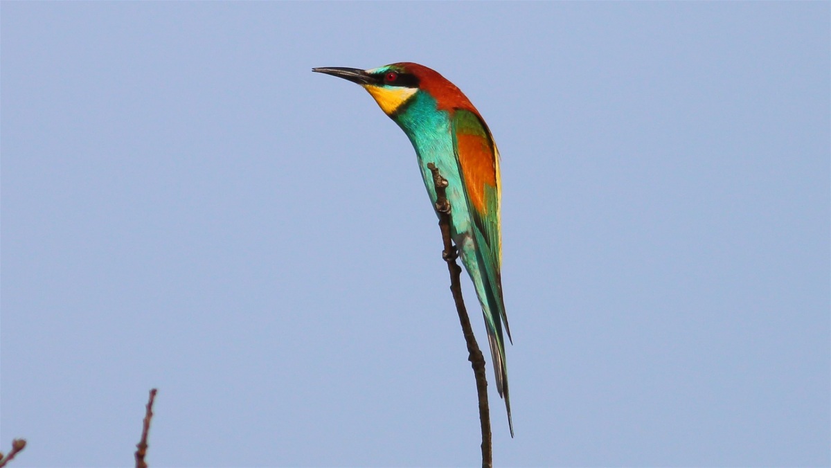 European Bee-eater