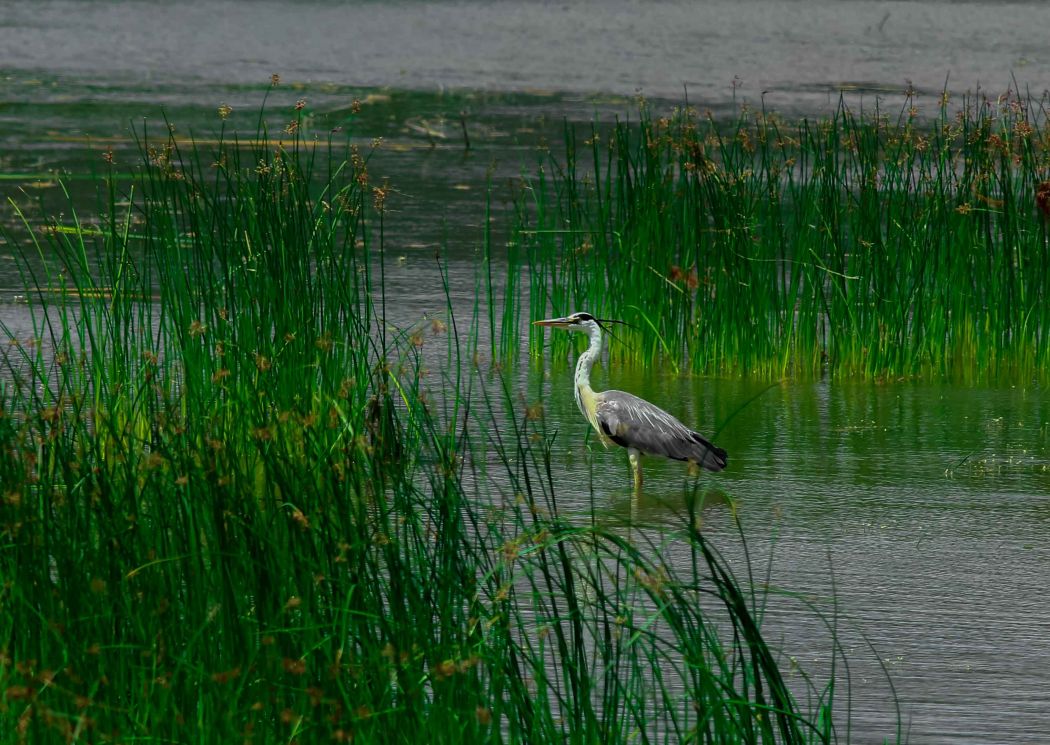 Grey Heron