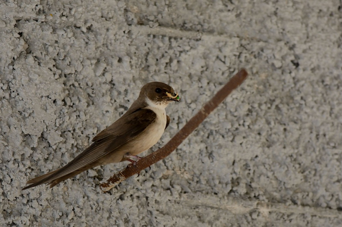 Eurasian Crag Martin