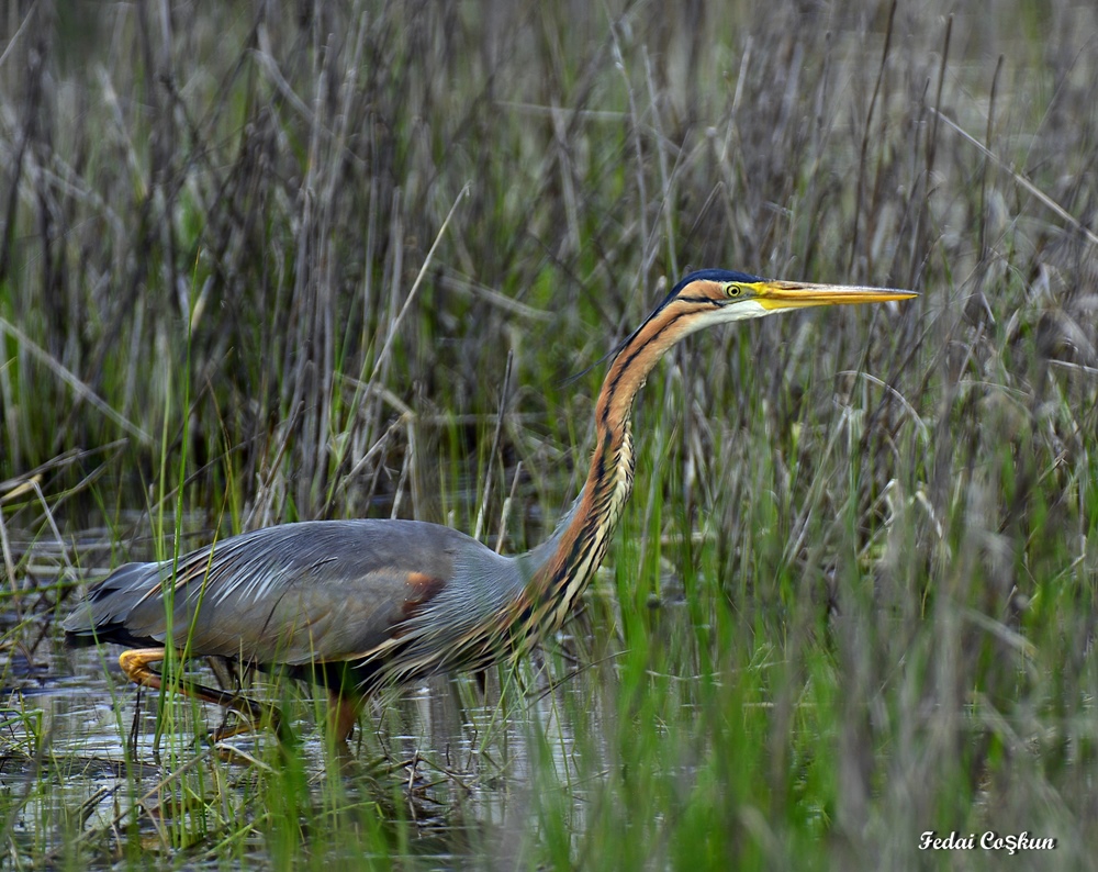 Purple Heron