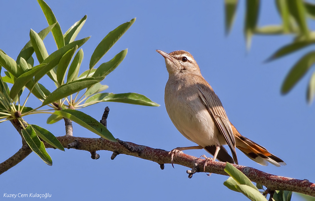 Rufous-tailed Scrub Robin