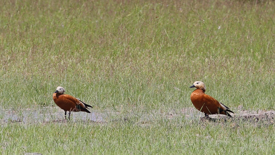 Ruddy Shelduck