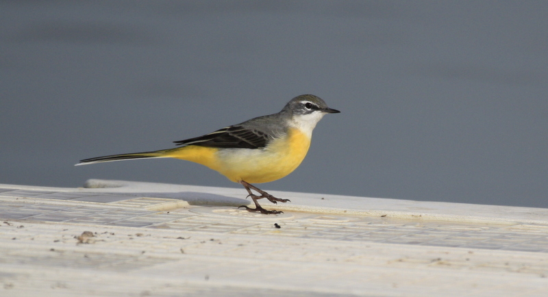 Grey Wagtail