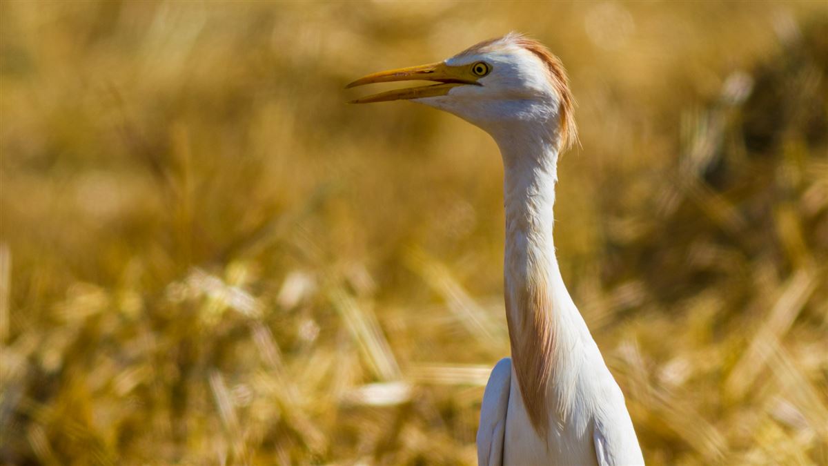 Western Cattle Egret
