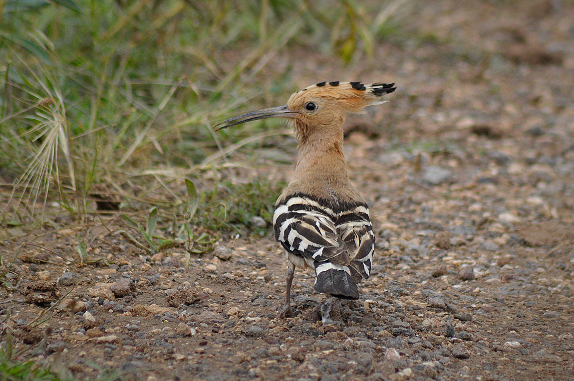 Common Hoopoe