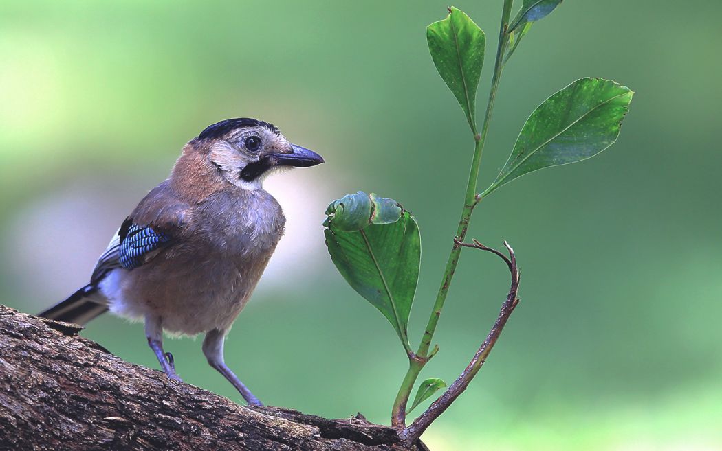 Eurasian Jay