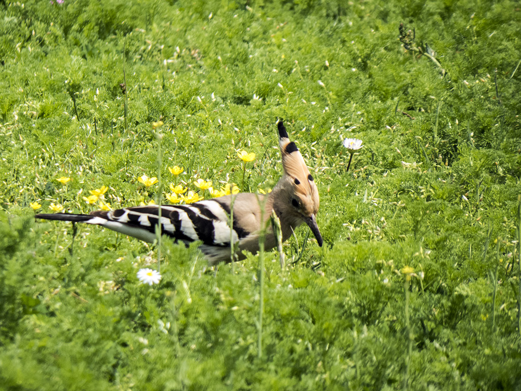 Common Hoopoe