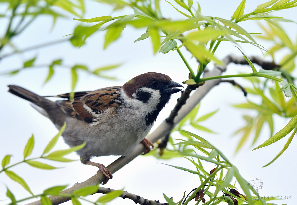 Eurasian Tree Sparrow