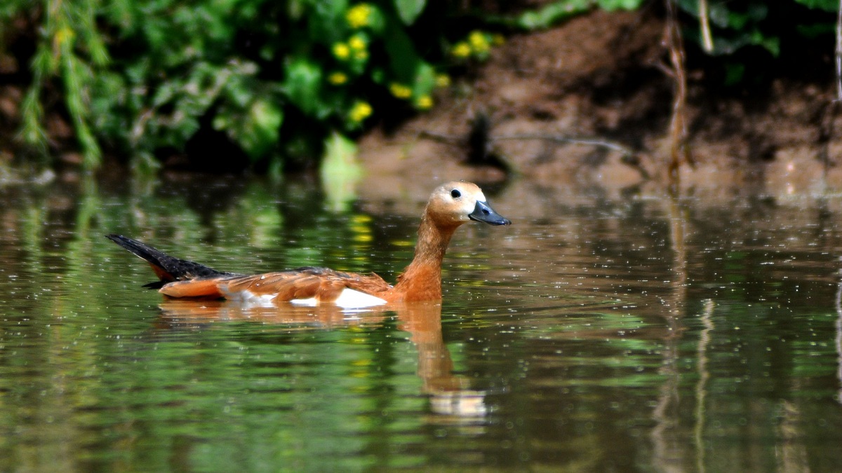 Ruddy Shelduck