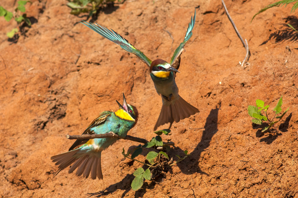 European Bee-eater