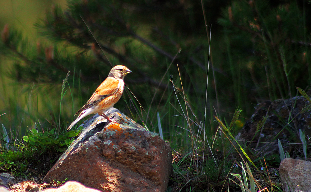 Common Linnet