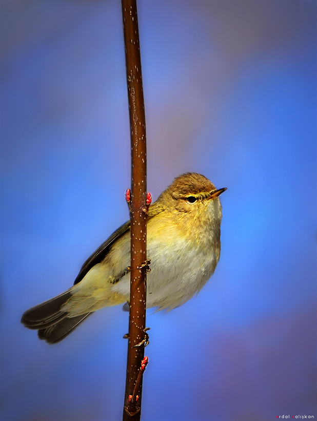 Common Chiffchaff