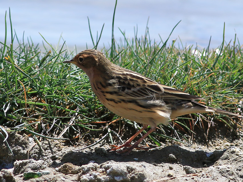 Red-throated Pipit