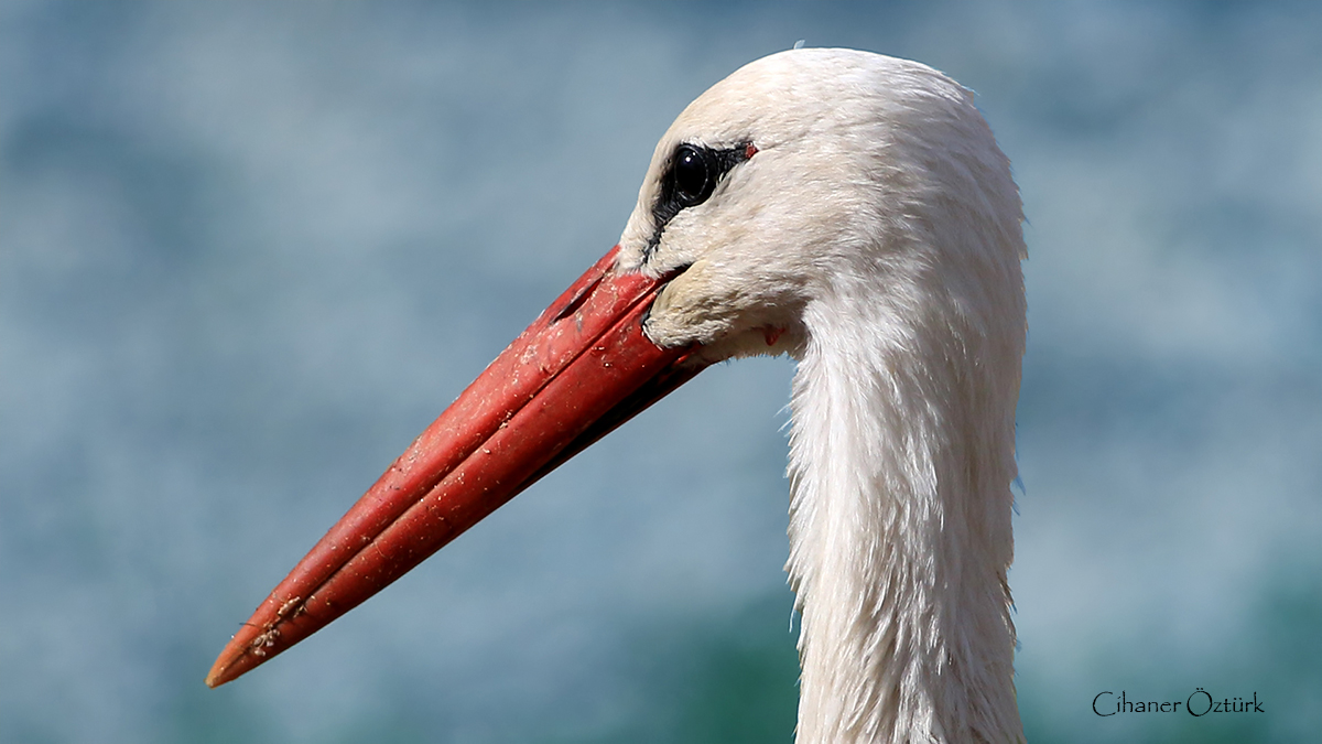 White Stork