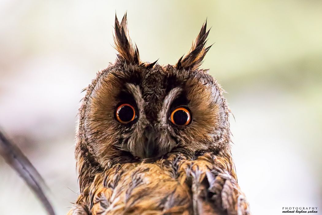 Long-eared Owl