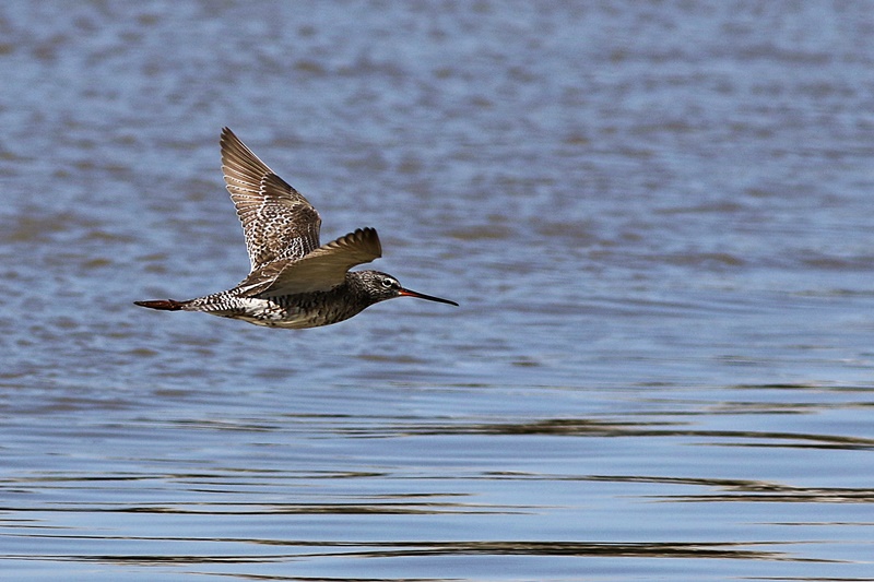Spotted Redshank