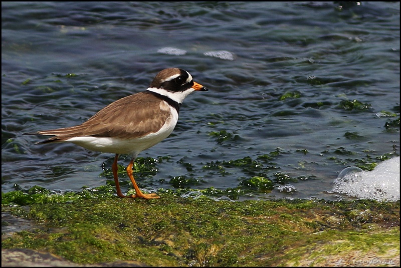 Common Ringed Plover