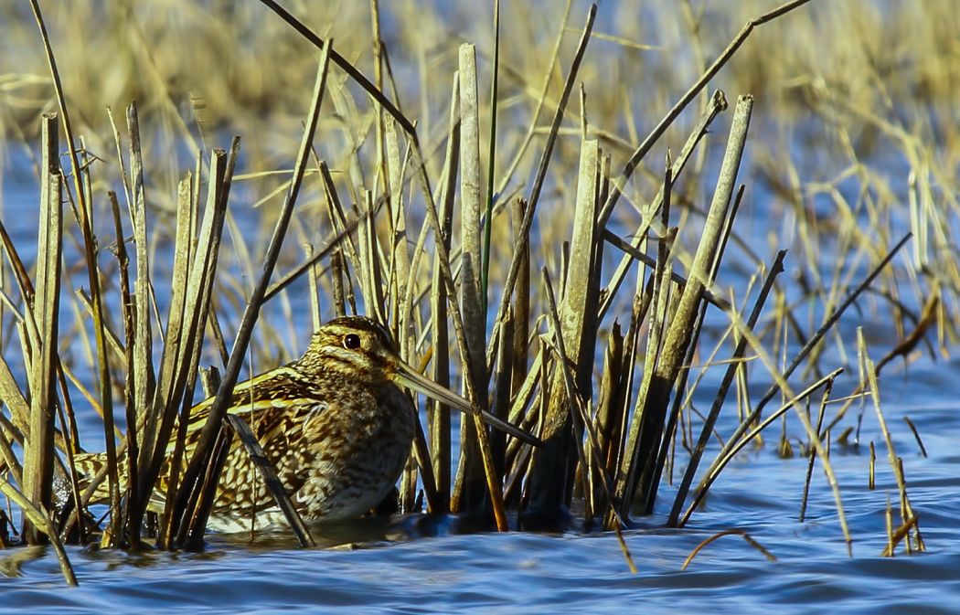 Common Snipe