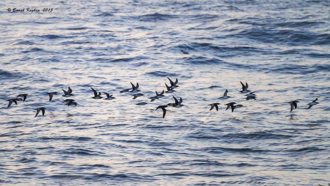 Yelkouan Shearwater