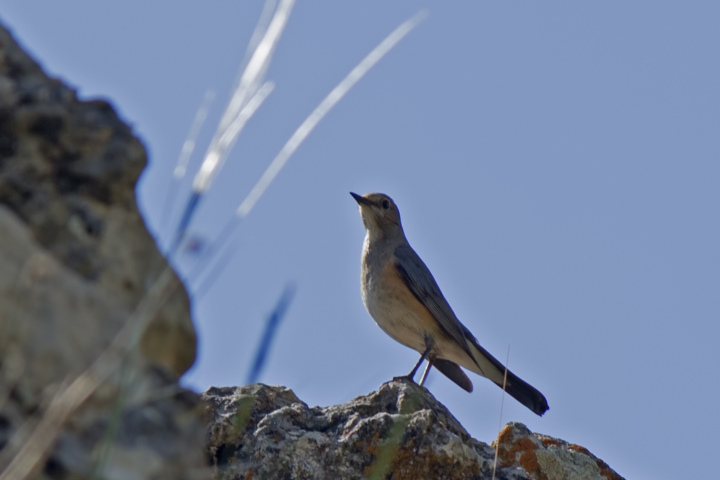 White-throated Robin