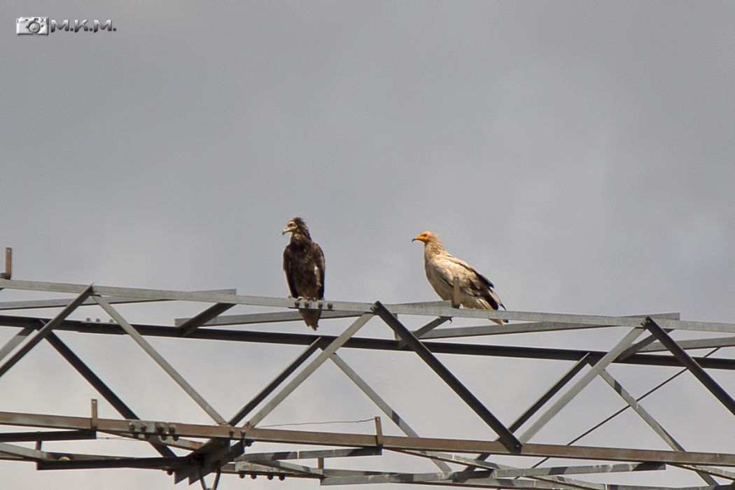 Egyptian Vulture