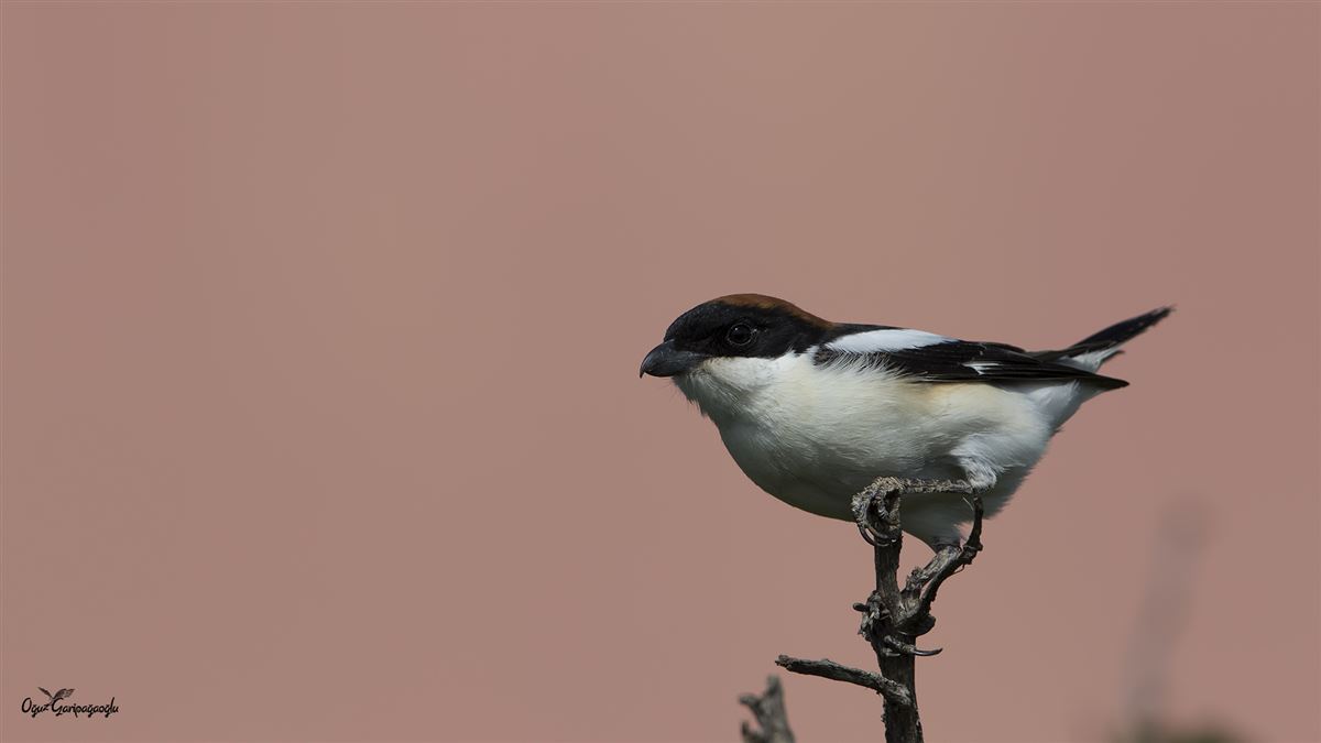 Woodchat Shrike