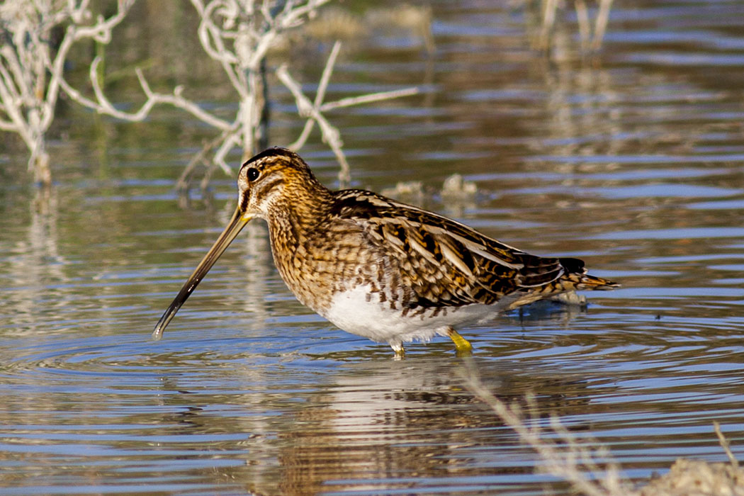 Common Snipe