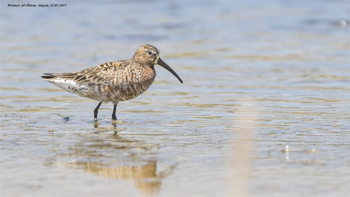 Curlew Sandpiper