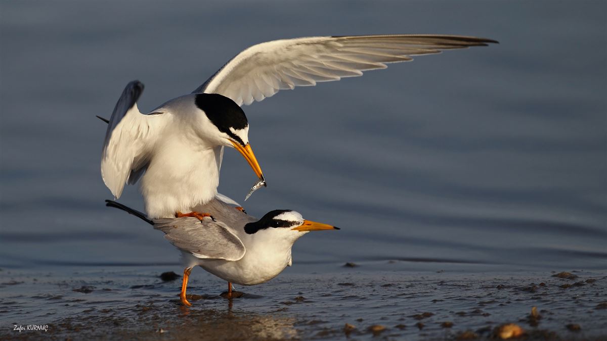Little Tern