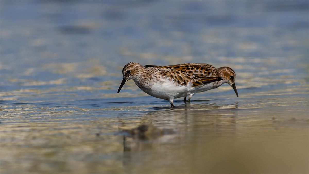 Little Stint