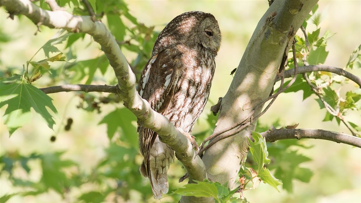Tawny Owl