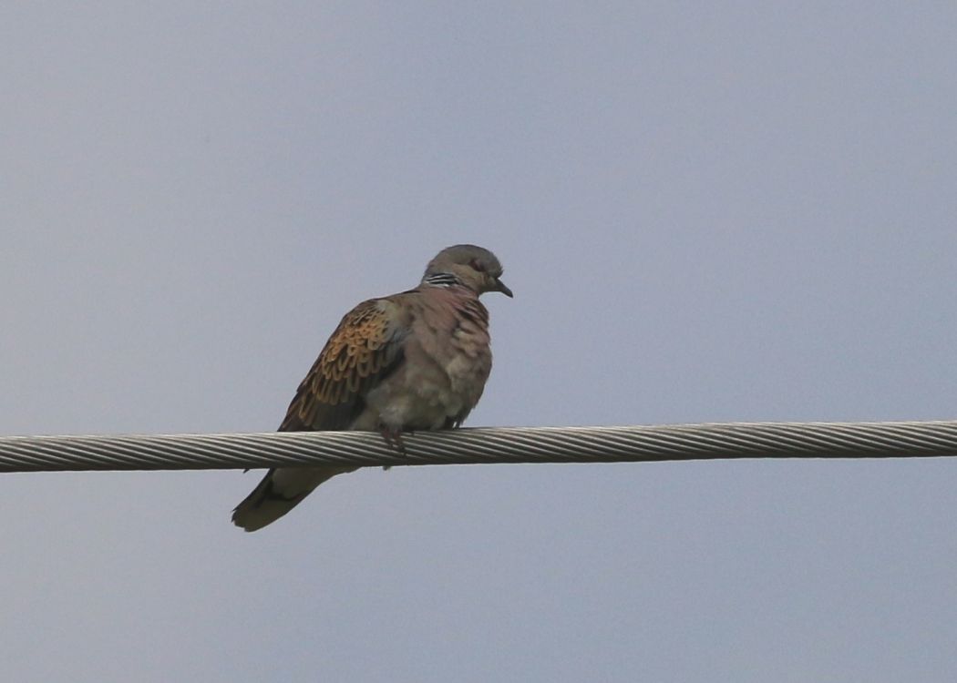 European Turtle Dove
