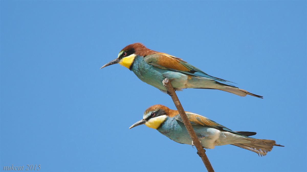 European Bee-eater