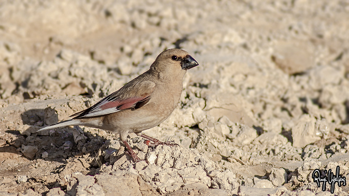 Desert Finch