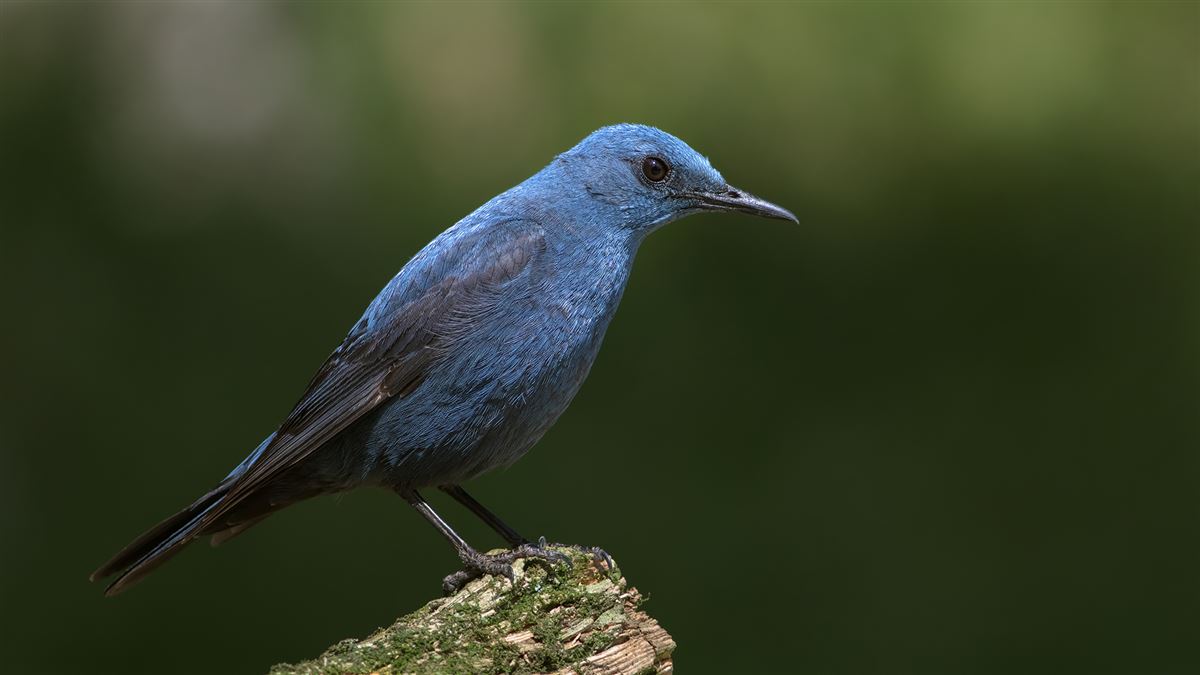Blue Rock Thrush