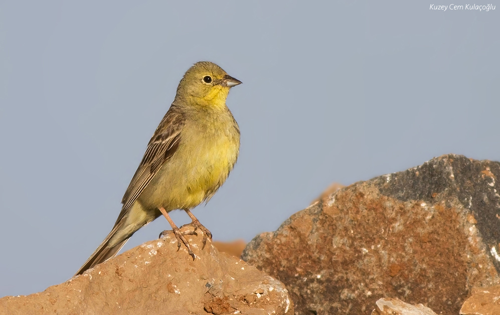 Cinereous Bunting