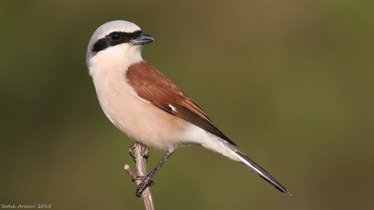 Red-backed Shrike
