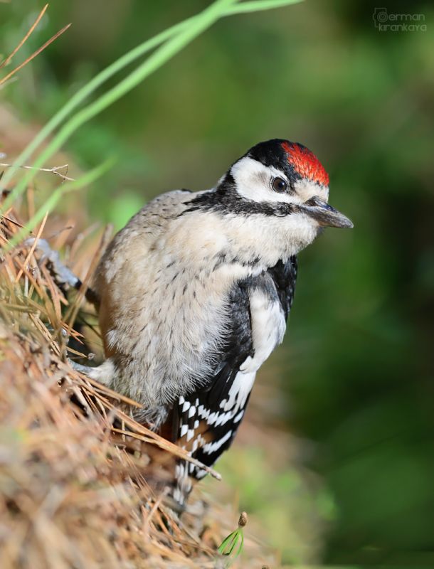 Great Spotted Woodpecker