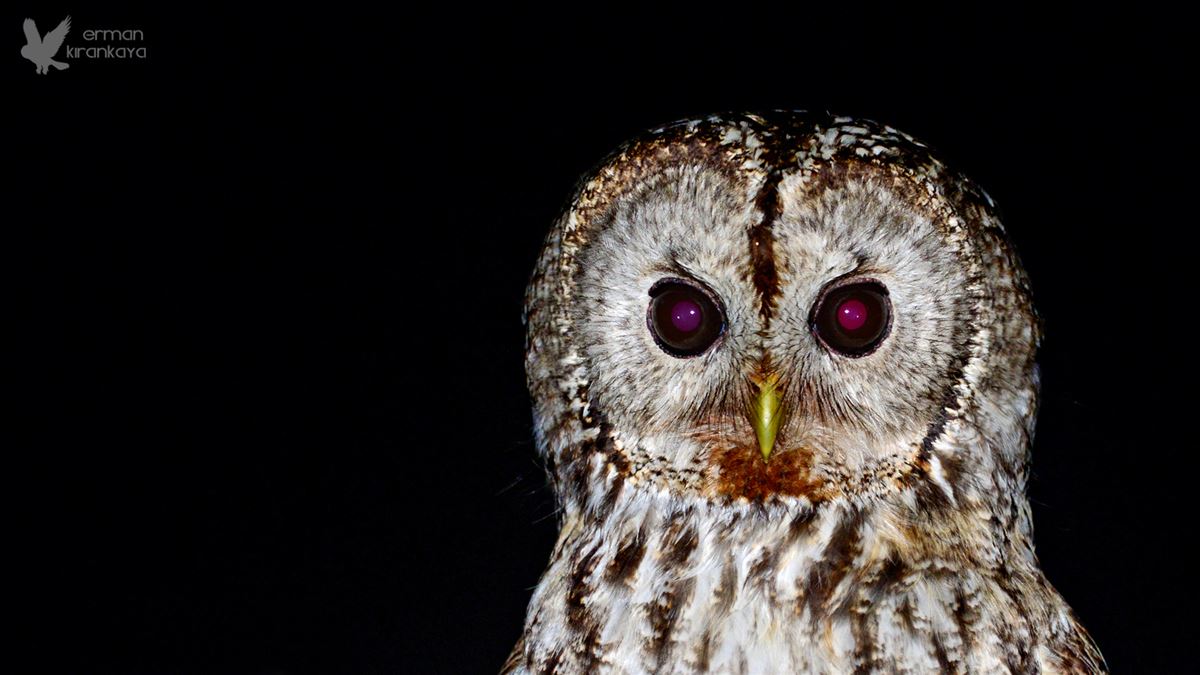 Tawny Owl