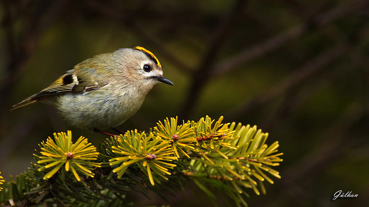 Goldcrest