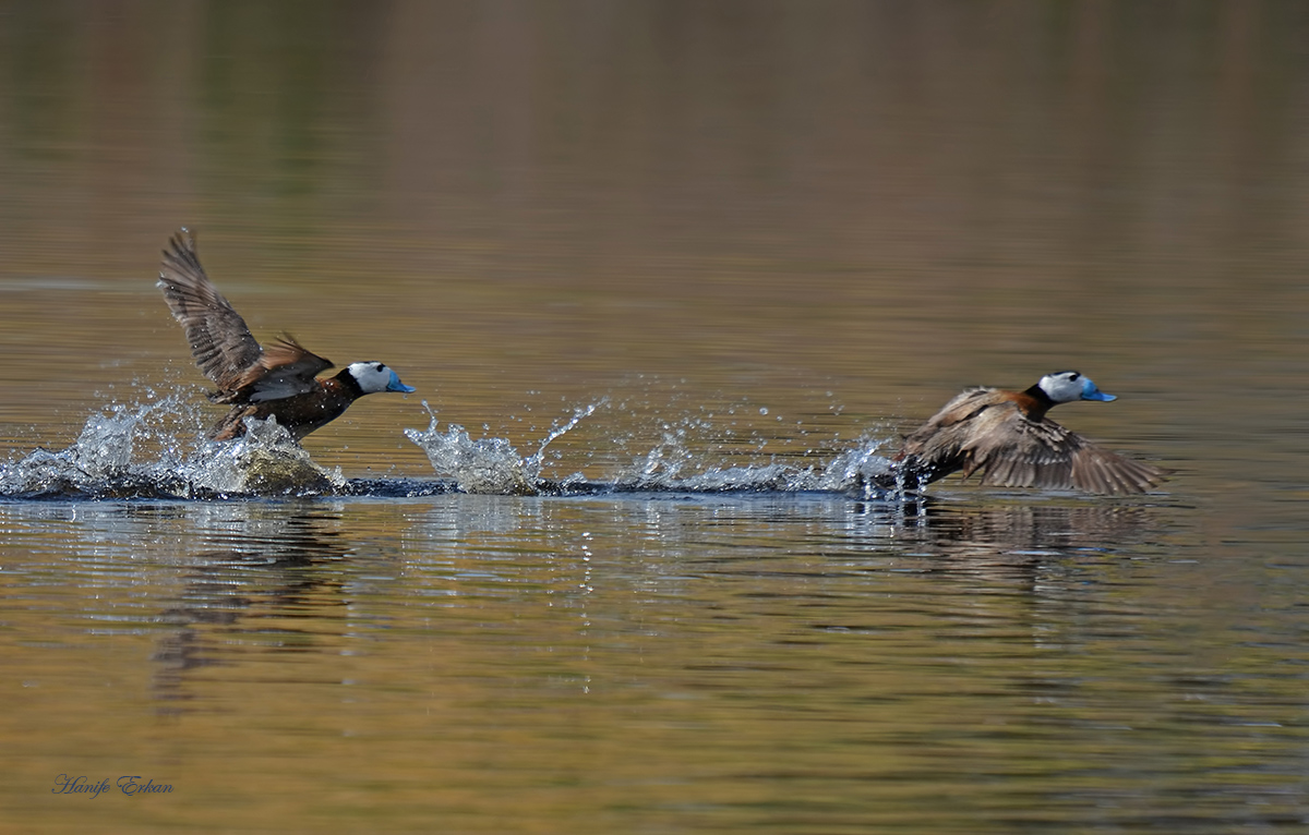 White-headed Duck