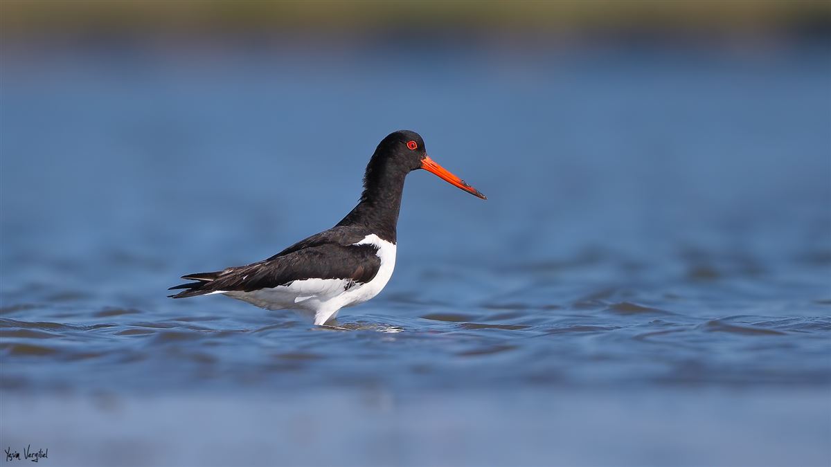Eurasian Oystercatcher