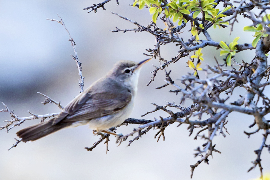 Upcher`s Warbler
