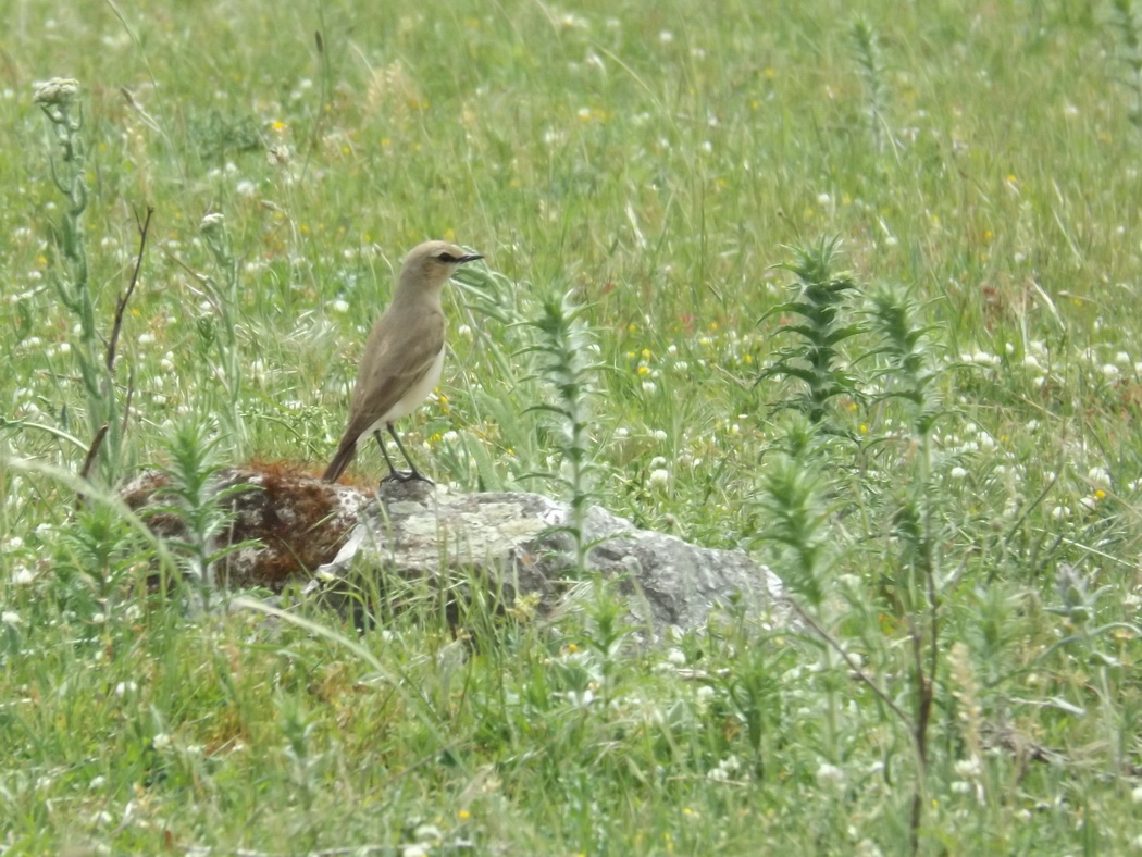 Isabelline Wheatear