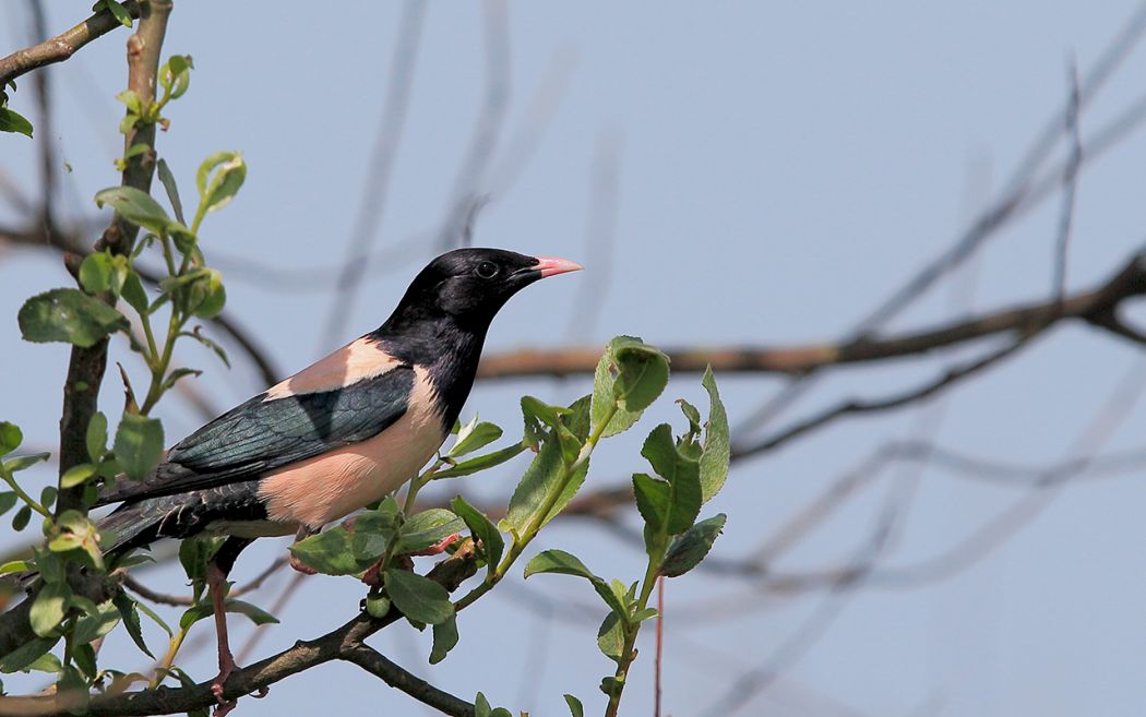 Rosy Starling