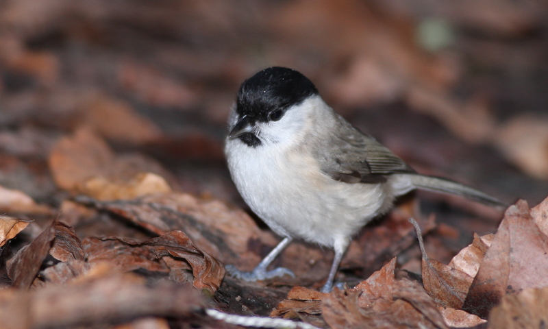 Marsh Tit