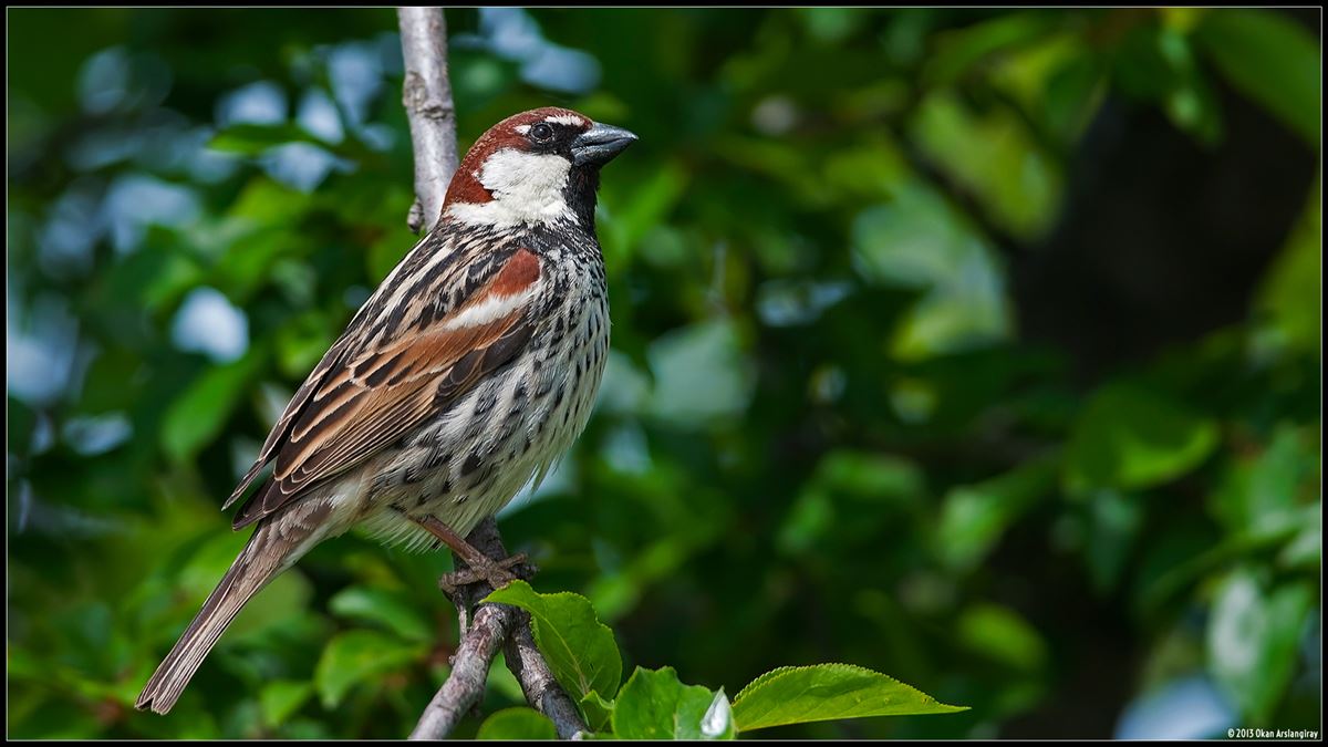 Spanish Sparrow
